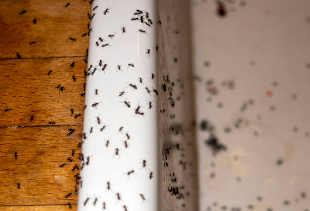 Best Insect Control  in Garland, UT